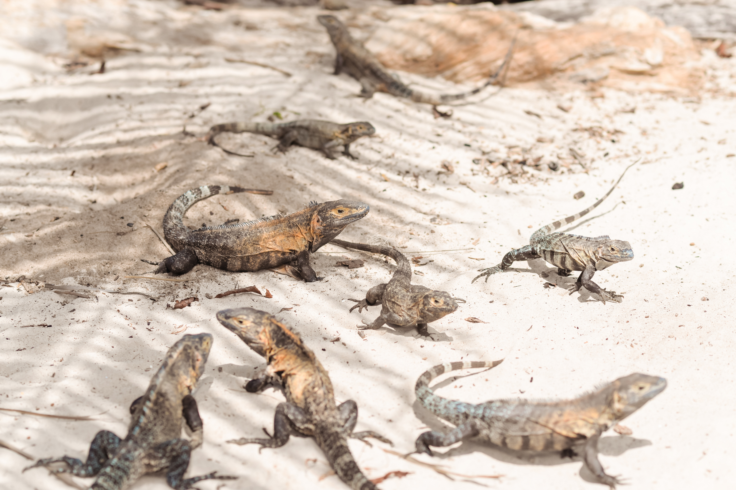 35 isla iguana.webp